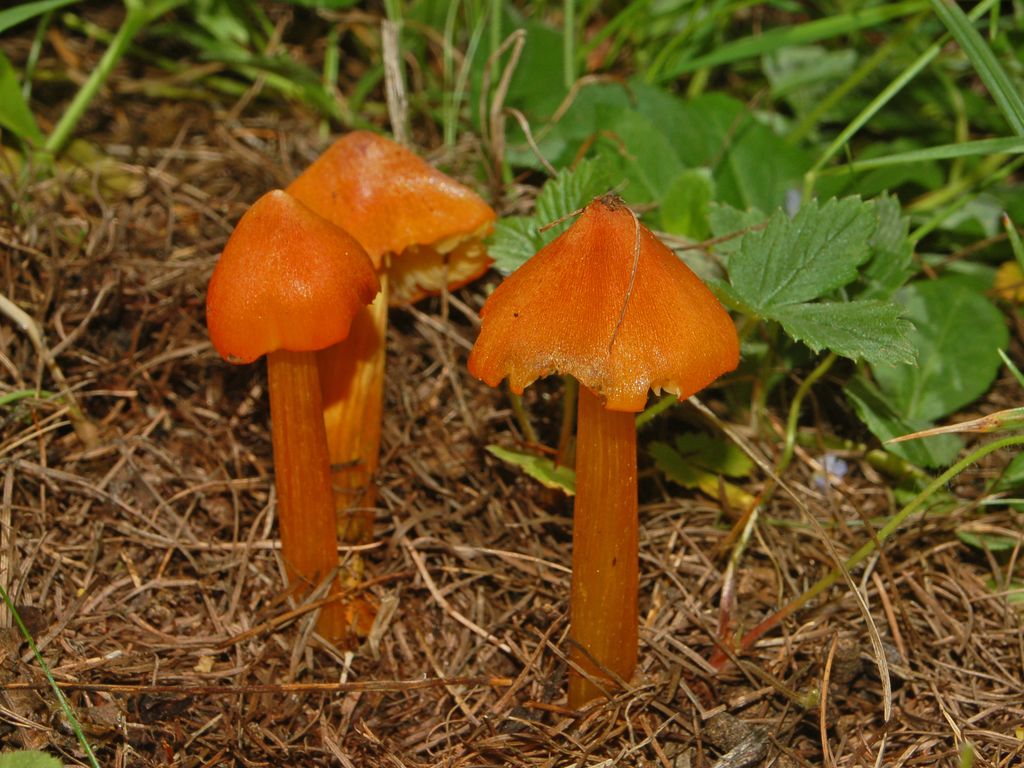 Dei piccoli funghi appuntiti (Hygrocybe sp.)